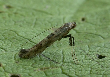 Caloptilia populetorum