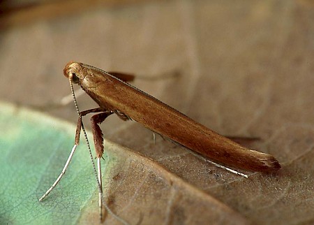 Caloptilia elongella