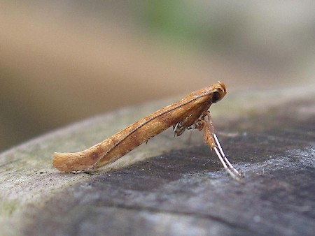 Caloptilia elongella