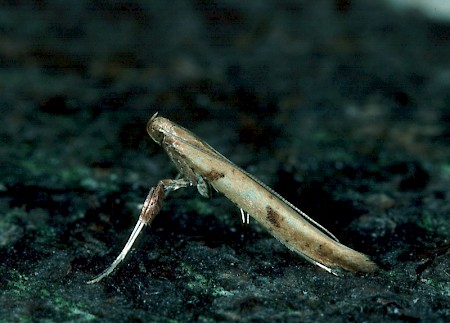 Caloptilia elongella