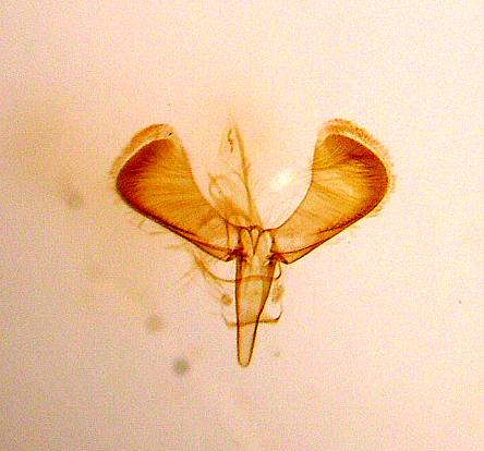 Caloptilia betulicola