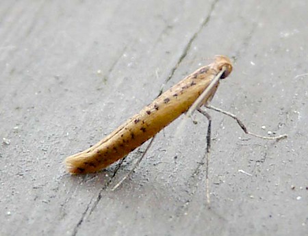 Caloptilia rufipennella