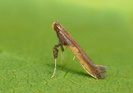 Azalea Leaf Miner Caloptilia azaleella