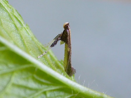 Azalea Leaf Miner Caloptilia azaleella