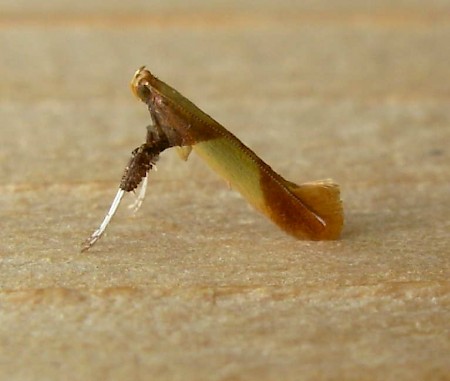 Caloptilia alchimiella