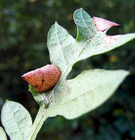 Caloptilia alchimiella