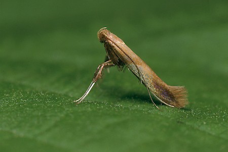 Caloptilia robustella