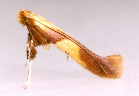 Caloptilia robustella