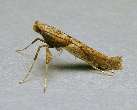 Caloptilia falconipennella