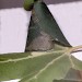 Leaf cone • On Acer campestre. July. Denbighshire. Imago reared. • © Ian Smith