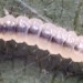 Larva • In leaf cone on Acer campestre. July. Denbighshire. Imago reared. • © Ian Smith