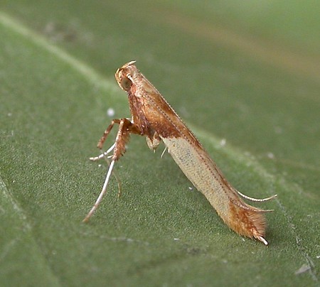 Caloptilia hemidactylella