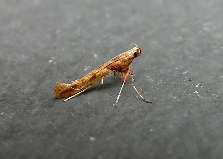 Caloptilia hemidactylella