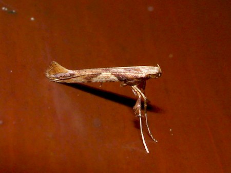 Caloptilia hemidactylella