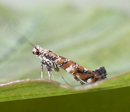 Adult &bull; per P. Talbot, Elland, W. Yorks. &bull; &copy; Ian Kimber