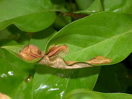 Gracillaria syringella