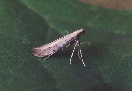 Aspilapteryx tringipennella