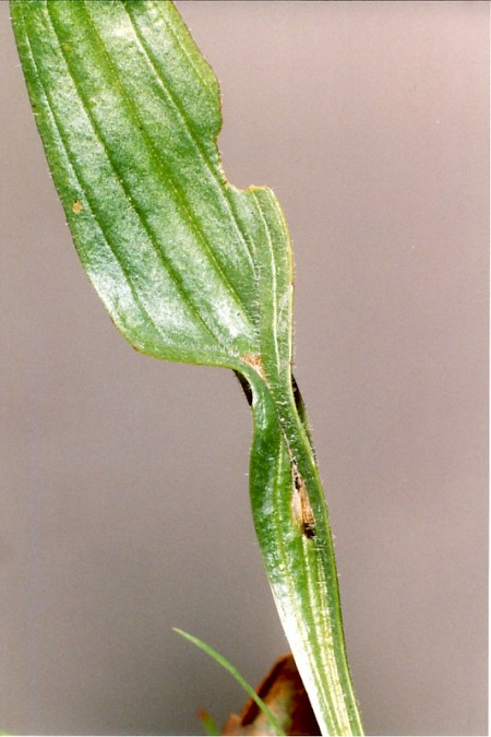 Aspilapteryx tringipennella