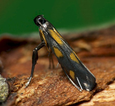 Euspilapteryx auroguttella