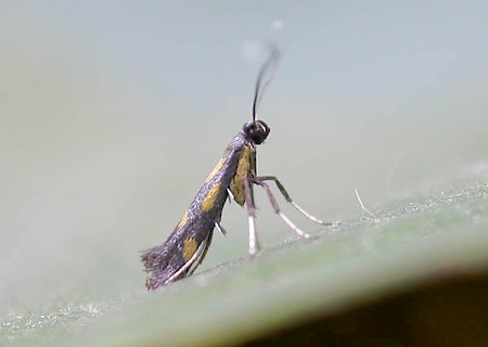 Euspilapteryx auroguttella