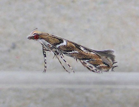 Acrocercops brongniardella