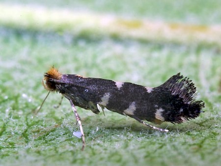 Callisto denticulella