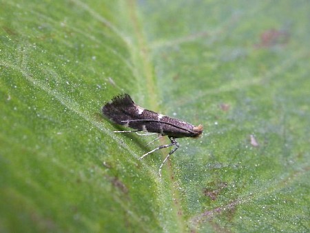 Callisto denticulella