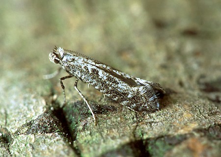 Parornix anglicella