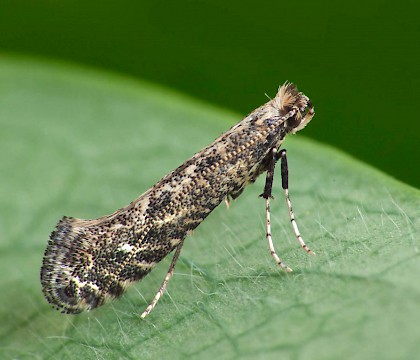 Adult • Ex. Larva on Corylus, W. Midlands • © Patrick Clement