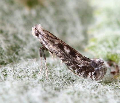 Adult • Ex. mine, Angelsey Abbey, Cambs • © Ian Barton