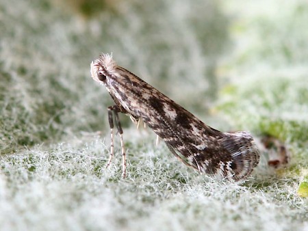 Parornix scoticella