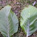 Leaf mines • Larval mines on Sorbus, upperside. Angelsey Abbey, Cambs. • © Ian Barton