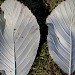 Leaf mines • Larval mines on Sorbus, underside. Angelsey Abbey, Cambs. • © Ian Barton