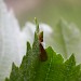 Pupa • Angelsey Abbey, Cambs, on Sorbus. • © Ian Barton