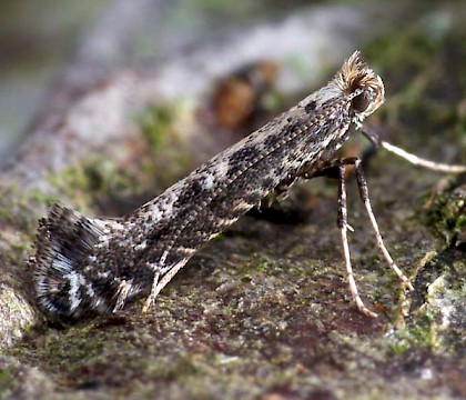 Adult • Monkwood, Worcs. • © Oliver Wadsworth