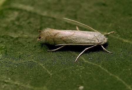 Phyllonorycter harrisella