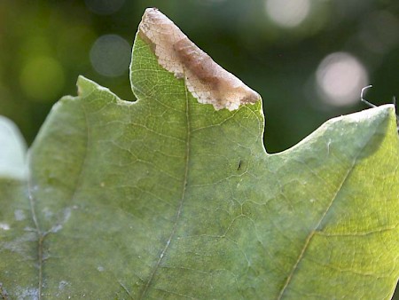 Phyllonorycter harrisella