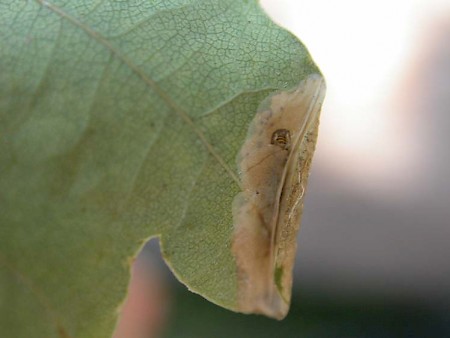 Phyllonorycter harrisella