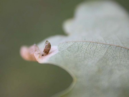 Phyllonorycter harrisella