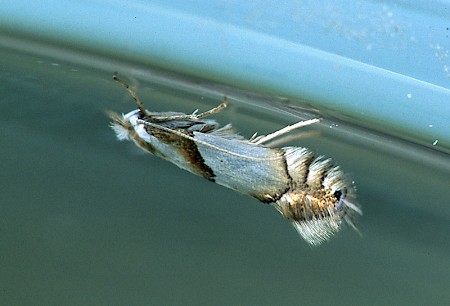 Phyllonorycter roboris