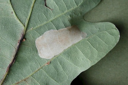 Phyllonorycter roboris