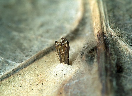 Phyllonorycter roboris