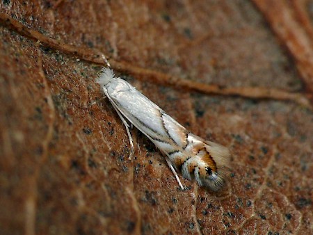 Phyllonorycter heegeriella