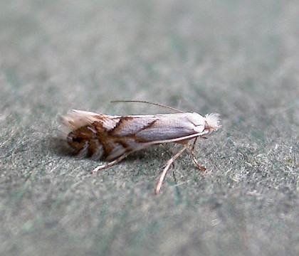 Adult &bull; Hampshire &bull; &copy; Rob Edmunds