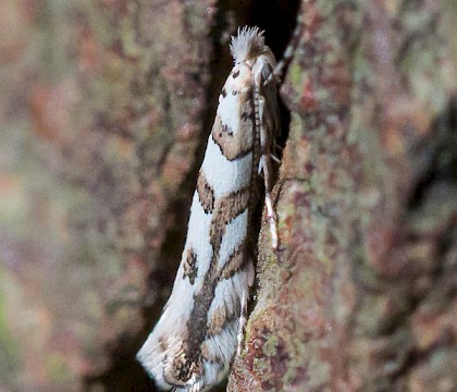 Adult • Sandy, Bedfordshire • © Ian Dawson