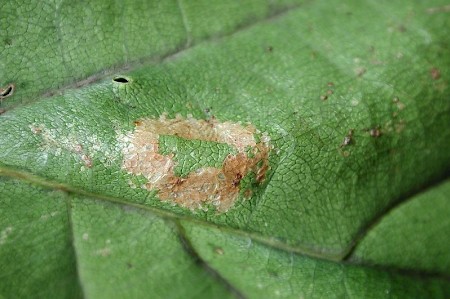 Phyllonorycter quercifoliella