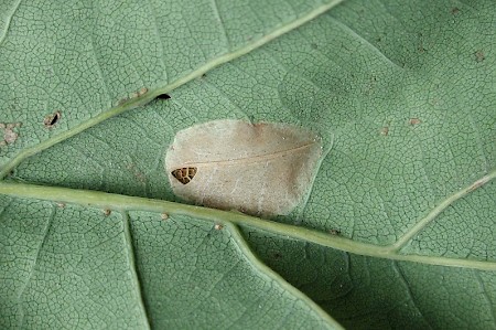 Phyllonorycter quercifoliella