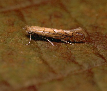 Adult • Studham, Bedfordshire • © Charles Baker