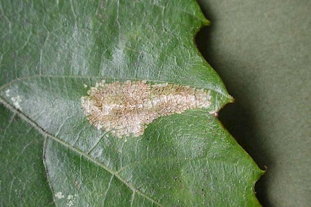 Phyllonorycter messaniella