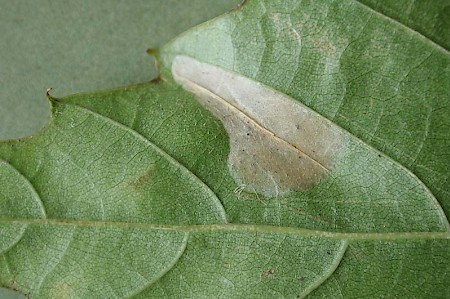 Phyllonorycter messaniella